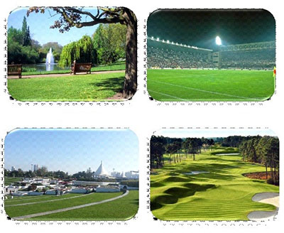 çimlerin kullanım alanları